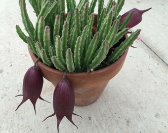 Black bell (Stapelia Leendertziae) cutting