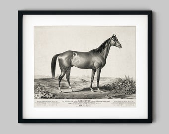 Thoroughbred Horse Sketch Art Print - Black and White Etching