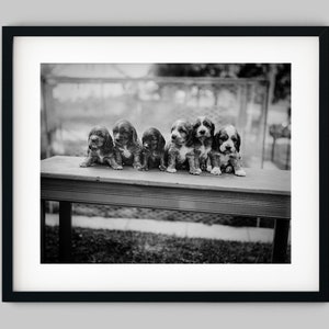 Pet puppy dogs sit on a park bench together Black and White Photography Fine Art Print - Wall Decor
