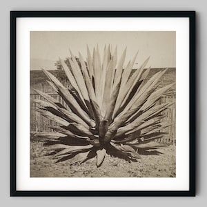 Kaktus in der trockenen Wüstenhitze von Santa Barbara Kalifornien USA Schwarzweiss Fotografie Fine Art Print - Wand Dekor