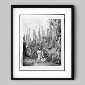 Männer sitzen am Zaun mit Kakteen in Salamanca, Mexiko Schwarz-weiß Fotografie - Fine Art Print - Wanddeko