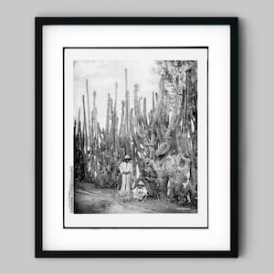 Men sit by a cactus fence in Salamanca, Mexico Black and White Photography Fine Art Print - Wall Decor