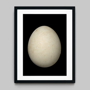 Big single egg on a black background Colour Photography Fine Art Print - Wall Decor