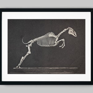 以下が含まれることがあります： 走るポーズをした馬の骨格の白黒の解剖学的イラスト
