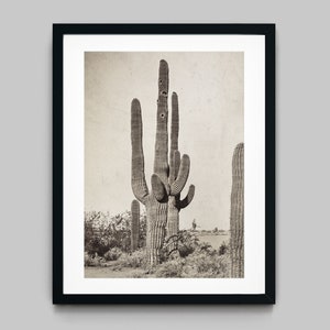 Kaktus in der trockenen Wüstenhitze Arizonas USA Schwarzweiss Fotografie Fine Art Print - Wand Dekor