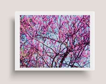 Pink Blooming Tree Branches - Pink Blossom tree - Central Park - Spring in New York Photography