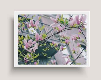 Pink Blooming Tree Branches - Pink Blossom tree - Central Park - Spring in New York Photography