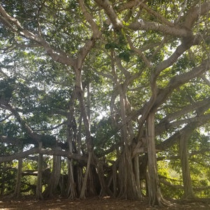 Tree of Life