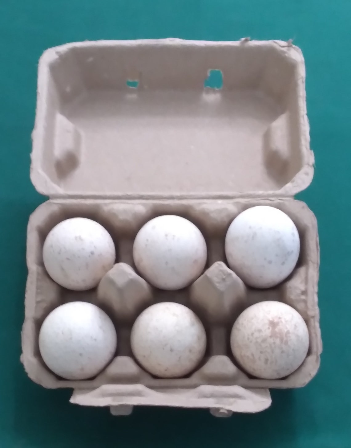 6 Royal Palm Turkey Fertile Hatching Eggs Purebred Heritage Etsy