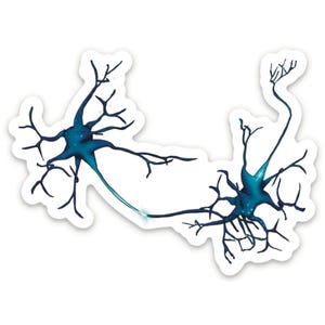 May include: A sticker featuring a stylized illustration of two interconnected neurons. The neurons are rendered in shades of teal and blue, with intricate branching structures. The sticker has a white border.