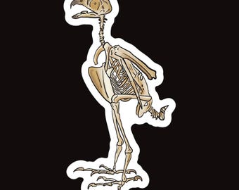 Peregrine Falcon Vinyl Sticker, Bird Skeleton Decal, Anatomical Bird Design