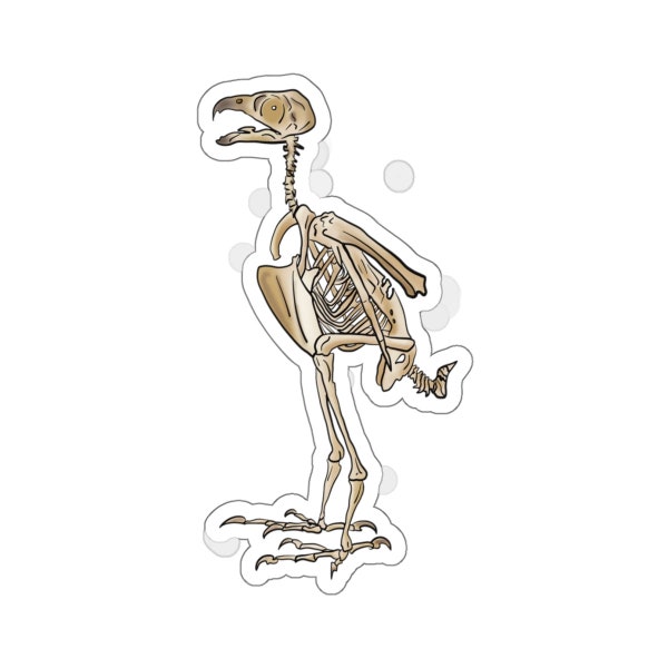 Peregrine Falcon Sticker - Bird of Prey, Falconry Sticker, Bird Skeleton Sticker, Bird Anatomy, Bird Lover Gift, Science Sticker
