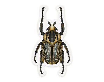 Goliath Beetle Sticker, Clear Vinyl Entomology Decal