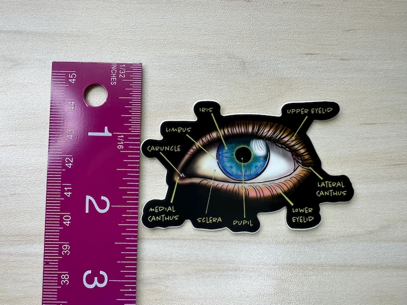 Sticker Optometry Anatomical Eye Diagram Sticker, Educational Medical Illustration ...