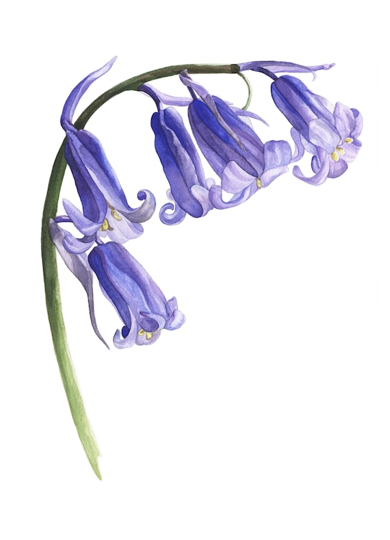 Spring Flower bluebell Greeting Card 5x7in Birthday | Etsy UK
