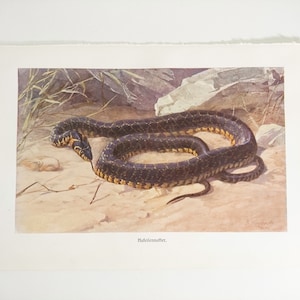 Vintage Illustration Print of a Horseshoe Snake - 1920s Germany