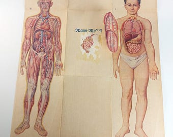 Peut inclure: Ancienne affiche anatomique illustrant le corps humain, avec des dessins détaillés du système circulatoire et des organes internes. L'affiche présente deux figures, l'une montrant le système vasculaire et l'autre les organes internes. Le texte "Mann-Mo" est visible.