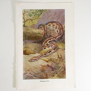 Può includere: Una stampa d'epoca di un boa del Madagascar, realizzata ad acquerello. Il serpente, con segni marroni e crema, è avvolto su un tronco e rocce, con uno sfondo naturalistico di fogliame e toni della terra. La stampa presenta il testo "Madagascar-Boa."