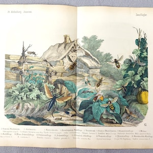 May include: A vintage botanical and entomological print featuring a detailed illustration of various insects, including flies and bees, surrounding a rustic wooden structure with a thatched roof, accompanied by German text labels and the number 62.