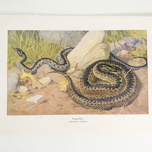 Vintage Illustration Print of a Vipera Berus / Adder Snake 1920s Germany