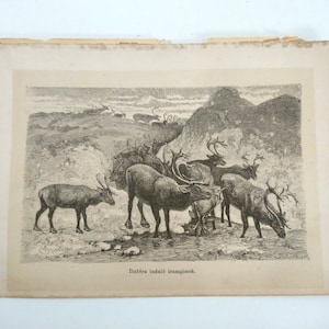 Antique Illustration Art, Deers, 19th Century Engraving