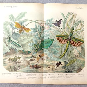 May include: A vintage-style botanical and entomological print featuring various insects including a large green grasshopper, a praying mantis, and several butterflies amidst green foliage. The page includes the text IV Abteilung Insekten and 64.