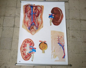 Affiche d'école d'illustration d'anatomie, parchemin mural, rein humain