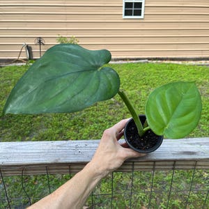 May include: A potted plant featuring two distinct green leaves. The larger leaf is dark green with a prominent heart shape and visible veins, while the smaller leaf is a lighter, vibrant green. The plant is rooted in dark soil within a black pot.