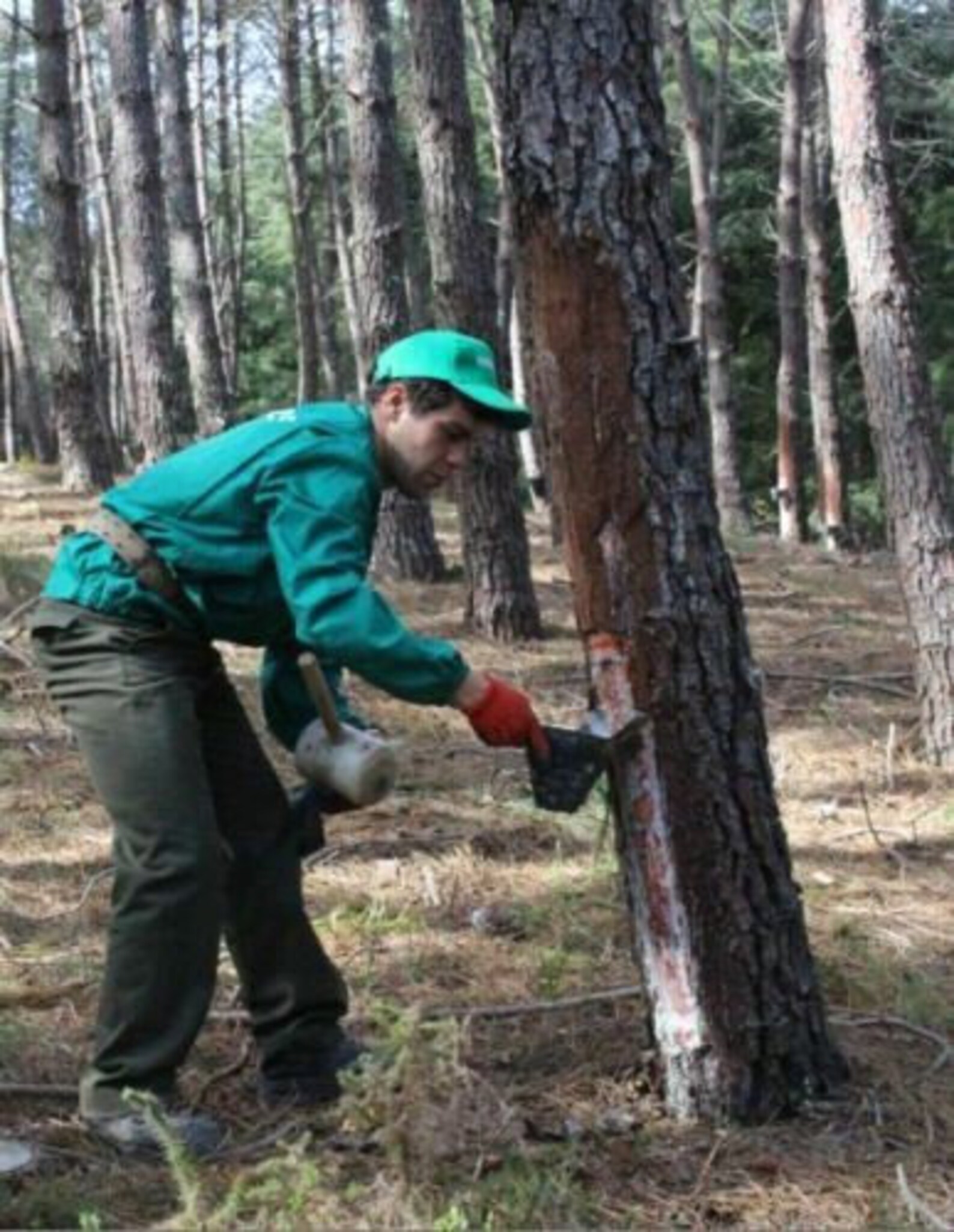 Pine Sap 1 Kg 220lb 100 Natural Pure Raw Gum Resin Tree Etsy