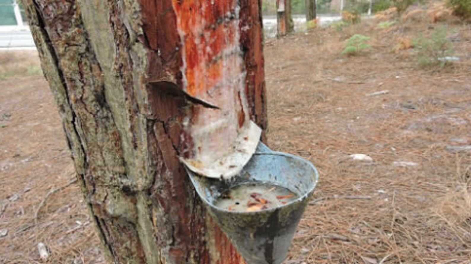 Pine Sap 1 Kg 220lb 100 Natural Pure Raw Gum Resin Tree Etsy