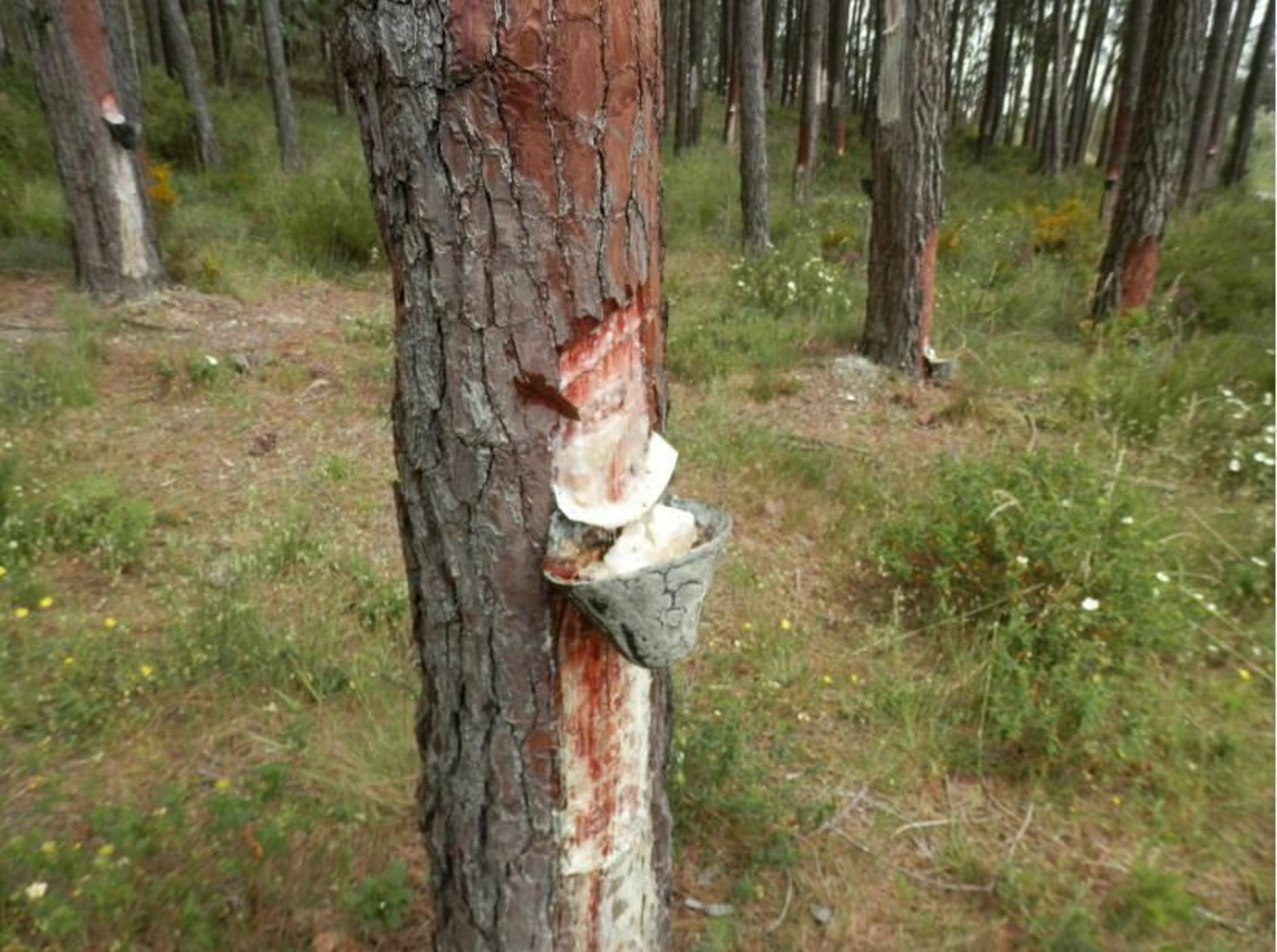 Pine Sap 1 Kg 220lb 100 Natural Pure Raw Gum Resin Tree Etsy