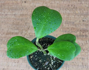 Hoya Kerrii - FREE Shipping - Sweetheart Hoya - 4" Pot- Available in various number of leaves - California Seller