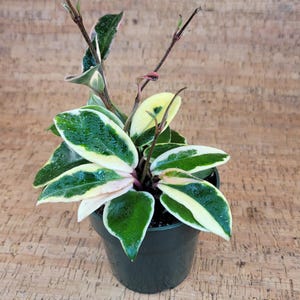 Tricolor Hoya Krimson Queen - Hoya Carnosa Variegata - 4&quot; Pot - California Seller - Free Shipping