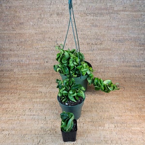 Hoya Hindu Rope Hoya Carnosa Compacta Krinkle Kurl 2 Pot , 4 Pot or 6 Hanging Pot California Seller image 5