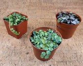 Bundle Deal Live String of Pearls, String of Turtles, String of Hearts( 2 quot Pot Only California Seller