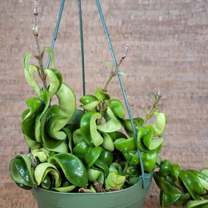 Hoya Hindu Rope Hoya Carnosa Compacta Krinkle Kurl 2 Pot , 4 Pot or 6 Hanging Pot California Seller image 1