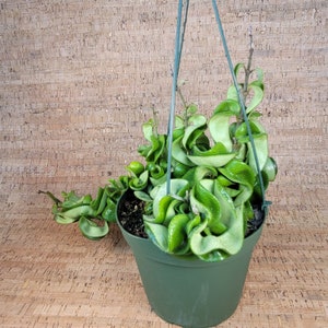 Hoya Hindu Rope Hoya Carnosa Compacta Krinkle Kurl 2 Pot , 4 Pot or 6 Hanging Pot California Seller image 4