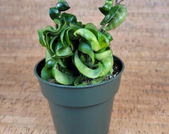 Hoya Hindu Rope - Hoya Carnosa Compacta - Krinkle Kurl - 2" Pot , 4" Pot or 6" Hanging Pot - California Seller
