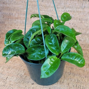 May include: A vibrant green Hoya plant in a black hanging pot. The plant features large, glossy, oval-shaped leaves. The pot is suspended by green wire hangers, creating a visually appealing indoor plant display.