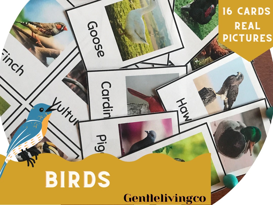 Bird Flash Cards • Ages 3-6 • Digital Print • Preschool Activity • Make ...