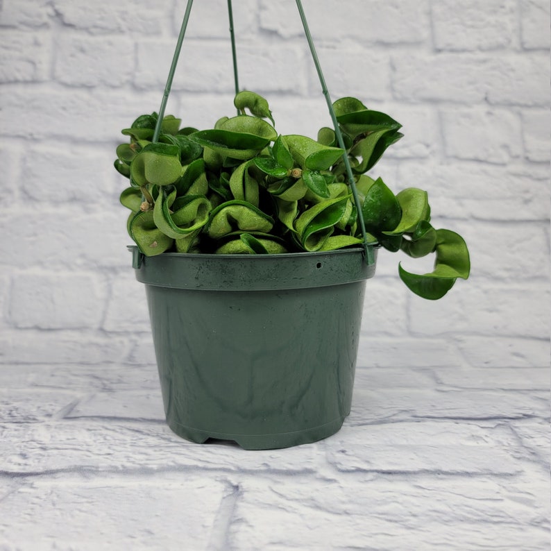6 Hoya Hindu Rope in Hanging Pot Hoya Carnosa Compacta Green Etsy