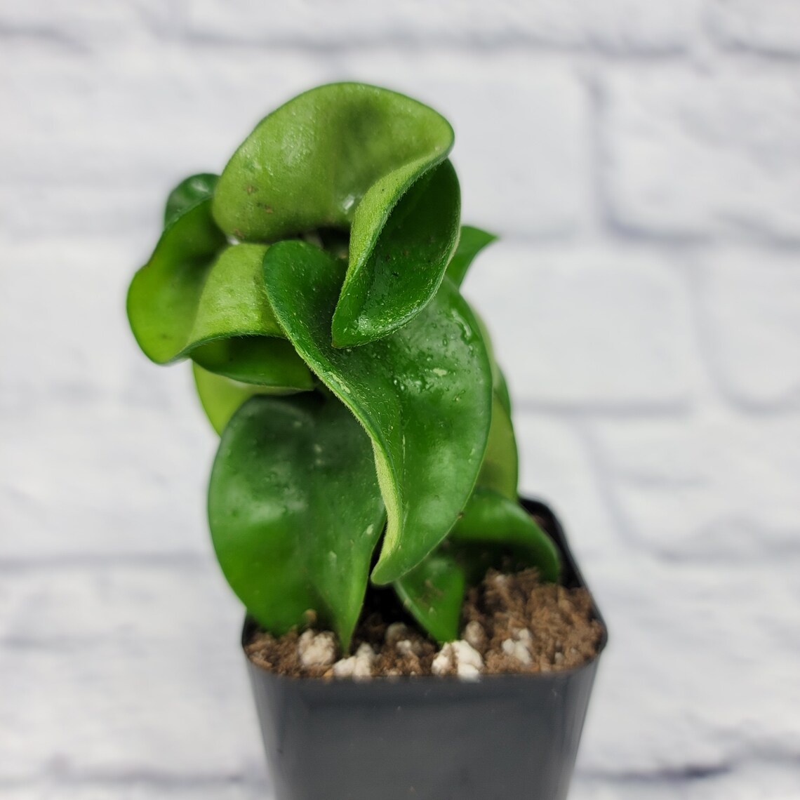 Hoya Hindu Rope Hoya Carnosa Compacta Green Hindu Rope Plant | Etsy