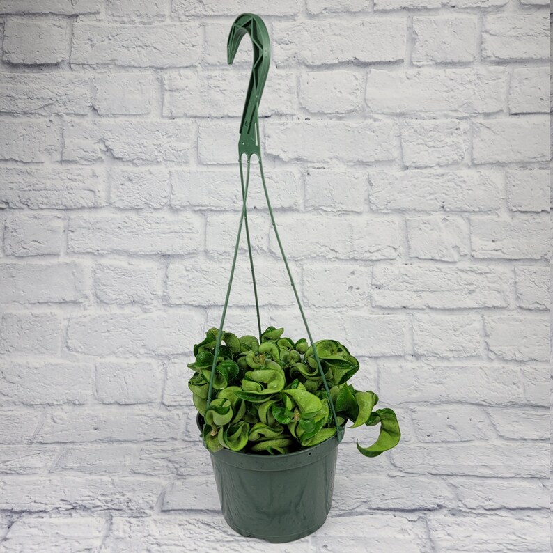 6 Hoya Hindu Rope in Hanging Pot Hoya Carnosa Compacta Green Etsy