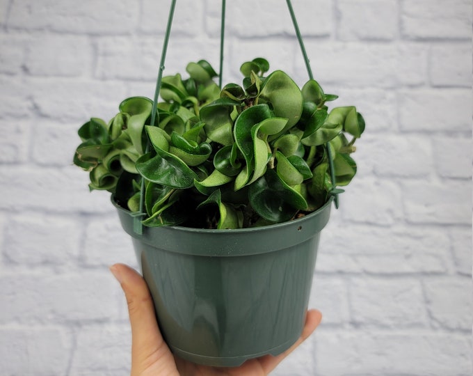 Hoya Carnosa Compacta Hindu Rope Hoya Plant in 4 Pot Exceptional