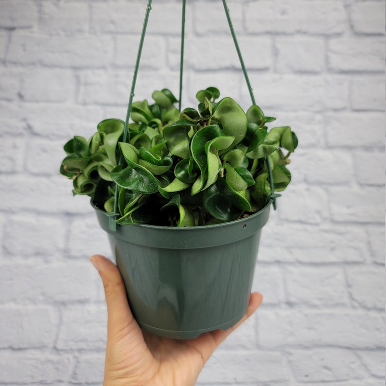 6 Hoya Hindu Rope in Hanging Pot Hoya Carnosa Compacta Green Etsy