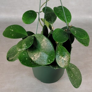 Hoya Obovata Splash / FREE SHIPPING / Available in Various Sizes / California Seller / Air Purifying / Mind Relaxing