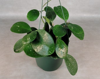 Hoya Obovata Splash / FREE Shipping Included / Available in Various Sizes / California Seller