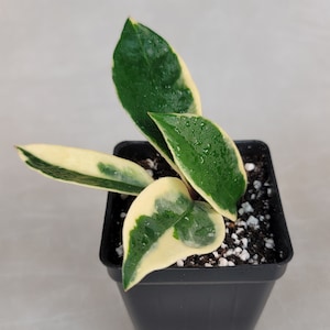 Assorted Hoya Bundle / Pack of 6 in 2&quot; & 4&quot; Pot / Starter Pack / FREE Priority Shipping / Ships from California