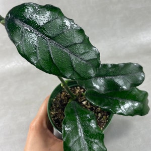 Hoya Globulosa in 4” Pot / FREE Shipping / Limited Time Offer / Established Plant with New Growth & Leaves / California Seller