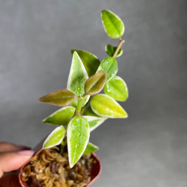 Plants for Sale Etsy